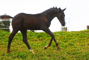 Hengstfohlen von Dimaggio Black