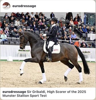 Hengstfohlen von Sir Gribaldi