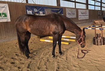 kompakte Quarter Horse Stute mit Herz und guter Allround-Westernausbildung