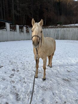 kompakte 4j Qh Stute mit Top Pedigree, angeritten - Zucht + Freizeit