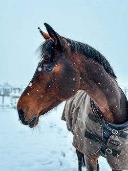 Beistellerin sucht Zuhause