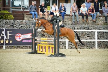 Competition pony, Amy Denton, Pferd kaufen, Cardiff