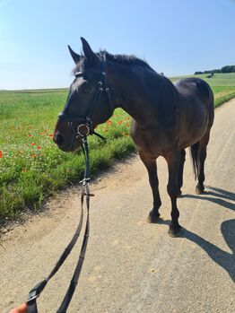 Bedingt reitbarer Wallach, Natalie, Horses For Sale, Korneuburg 