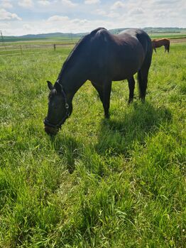Bedingt reitbarer Beisteller