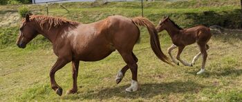 Connemara Fohlen - Sportlich & Klug Hengst - Prince Pascal