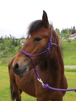Connemara Jährlingshengst – Prince Hercules