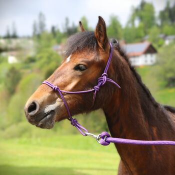 Connemara Jährlingshengst – Prince Hercules, Connemara Gestüt Badger’s Hill Ranch, Horses For Sale, Zurich