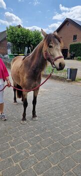 Connemara Pony Falben-Stute 4 Jahre, FW, Konie na sprzedaż, Kalkar