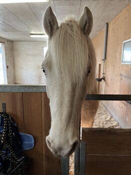 Connemara Wallach zu verkaufen