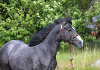 Connemara Wallach - Ruhig & Freundlich - Jasper, Connemara Gestüt Badger’s Hill Ranch, Horses For Sale, Zurich