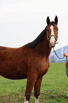 Auffälliger Hengst 3 Jahre, Brit Fanta , Horses For Sale, Eggmayr
