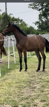 Conthargos Tochter, Nancy Kutai , Horses For Sale, Bernburg 