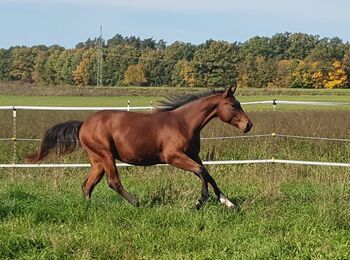 cooler, korrekter Quarter Horse Hengst, Kerstin Rehbehn (Pferdemarketing Ost), Horses For Sale, Nienburg