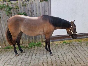 coole, grullofarbene Quarter Horse Stute mit guter Allroundabstammung, Kerstin Rehbehn (Pferdemarketing Ost), Horses For Sale, Nienburg