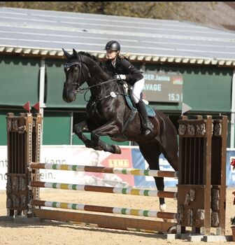 Cool Savage, Janina, Horses For Sale, Wallersdorf 