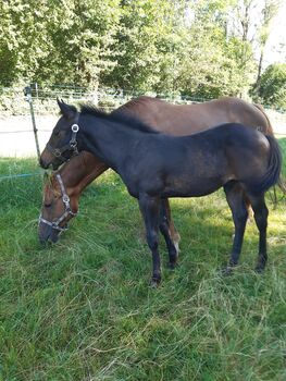 Cooles, gut gebautes Quarter Horse Hengstfohlen, Kerstin Rehbehn (Pferdemarketing Ost), Horses For Sale, Nienburg