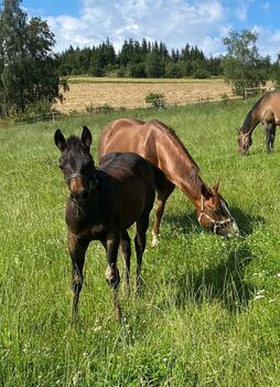 Cooles, gut gebautes Quarter Horse Hengstfohlen