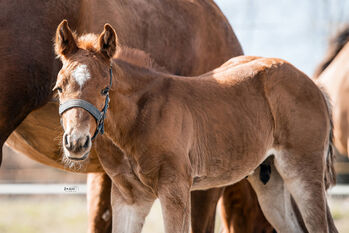 cooler, gut gebauter Quarter Horse Hengstabsetzer, Kerstin Rehbehn (Pferdemarketing Ost), Horses For Sale, Nienburg