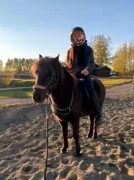 Coole freundliche Stute für Freizeit und/oder Zucht, tragend