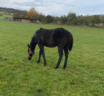 Cooler, gut gebauter Quarter Horse Hengst