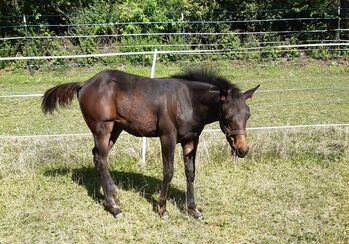 Cooles, gut gebautes Quarter Horse Hengstfohlen