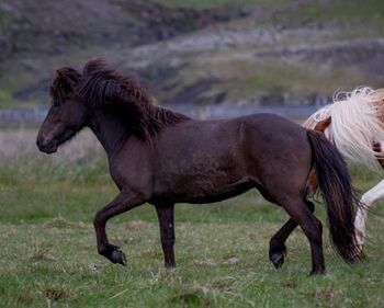 Coole freundliche Stute für Freizeit und/oder Zucht, tragend, Islandpferde-aus-Island, Horses For Sale, Südisland