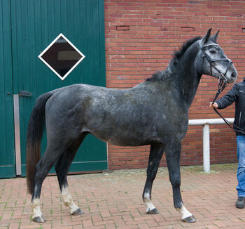 Cornet de semilly x Gloster springpferd, Farina, Pferd kaufen, Bramsche