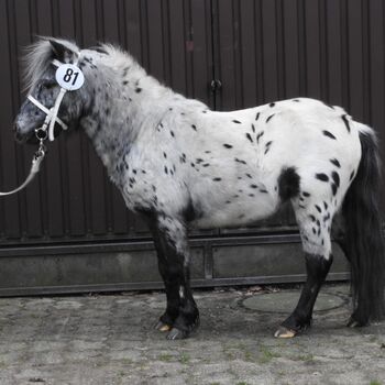 Deckanzeige, Sabine Helten , Horses For Sale, Rheinberg 