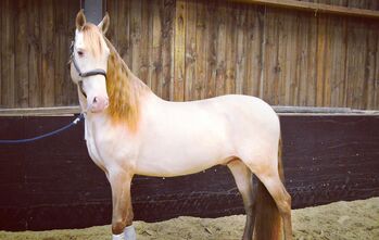 Cremello 6 jähriger PRE Wallach mit viel Potential, Marina, Horses For Sale, Niddatal