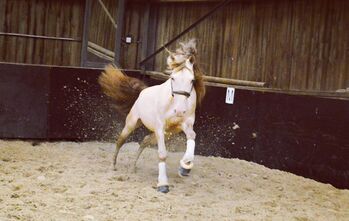 Cremello 6 jähriger PRE Wallach mit viel Potential