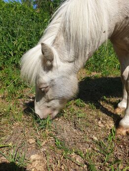 Cremello Scheck Stute, Nicole Kindl , Horses For Sale, Ahlbeck 