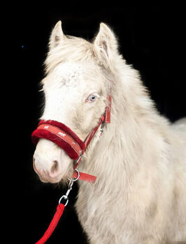 Cremello Colt - Gypsy Irish Cob  Tinker, Arrax, Horses For Sale, Strykow