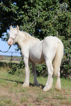 Cremello Colt - Gypsy Irish Cob  Tinker