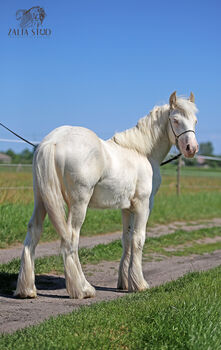 Cremello Colt - Gypsy Irish Cob  Tinker, Zalia Stud, Horses For Sale, Strykow