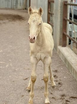 Cremello Hengstfohlen ***TOP Reining Pedigree***