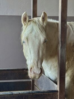 Cremello Hengst - direkter Wimpy Enkel