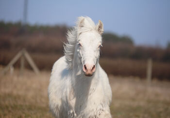 Cremello Colt - Gypsy Irish Cob  Tinker