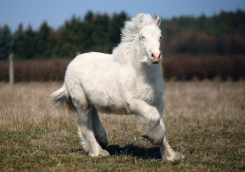 Cremello Colt - Gypsy Irish Cob  Tinker, Zalia Stud, Horses For Sale, Strykow