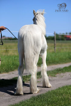 Cremello Colt - Gypsy Irish Cob  Tinker