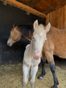 Cremello Hengstfohlen ***TOP Reining Pedigree***, Amelie Liegl, Horses For Sale, Eppan