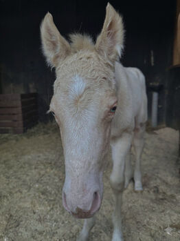 Cremello Hengstfohlen ***TOP Reining Pedigree***