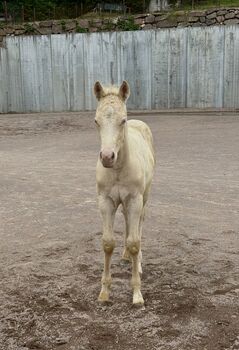 Cremello Hengstfohlen ***TOP Reining Pedigree***, Amelie Liegl, Horses For Sale, Eppan