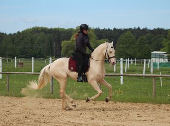 CREMELLO Lusitano Gelding top movements Working Equitation/ Dressage, Katarzyna Banik, Horses For Sale, Santok