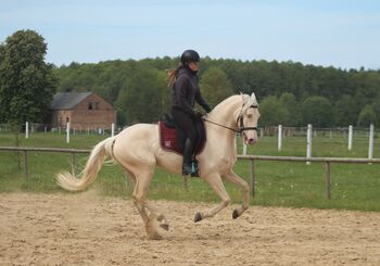 CREMELLO Lusitano Gelding top movements Working Equitation/ Dressage