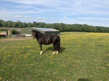 Criollo broodmare, Fiona Shaw, Konie na sprzedaż, Dorchester 