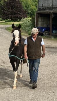 Criollo filly, Fiona Shaw, Konie na sprzedaż, Dorchester 