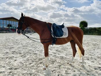 Criollomix, Zola Klein, Pferd kaufen, Hamburg Sankt Pauli