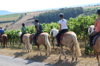 Geländereitkurs für Einsteiger, www.Reit-Events-Wuerzburg.de, Reitschule Petra Kronwitter, Riding Lessons, Mainbernheim