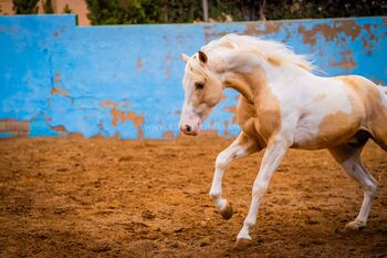 Cruazdo Lusitano Hispano Palominoschecke / Passport