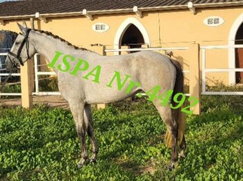 Cruzado Stute PSL/PRE / dt. Warmblut, ISPA - Iberische Sportpferde Agentur (ISPA - Iberische Sportpferde Agentur), Konie na sprzedaż, Bedburg